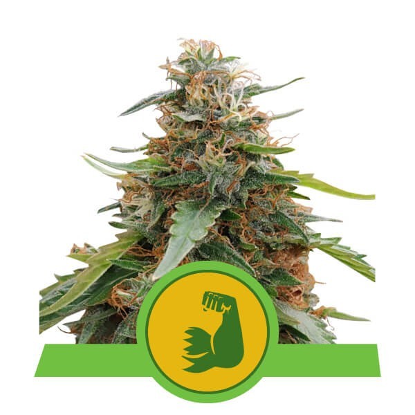 HulkBerry Automatic - samonakvétací semena 10 ks Royal Queen Seeds