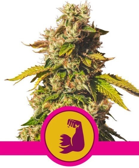 Hulkberry - feminizovaná semena 10 ks Royal Queen Seeds