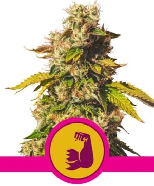 Hulkberry - feminizovaná semínka 3 ks Royal Queen Seeds