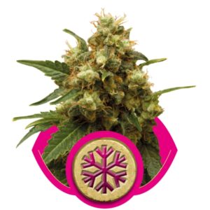 Ice - feminizovaná semínka 5 ks Royal Queen Seeds