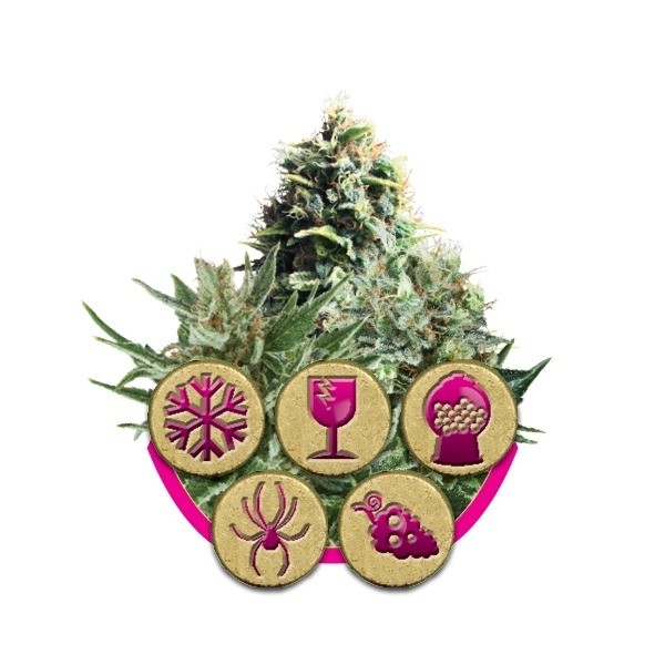 Indoor Mix - feminizovaná semínka 3 ks Royal Queen Seeds