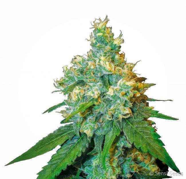 Jack Herer - semínka 10 ks feminizovaná Sensi Seeds