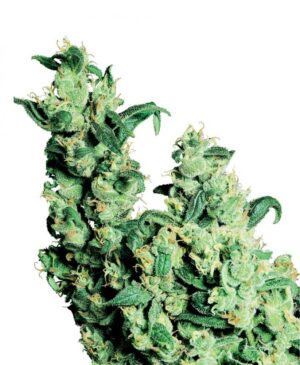 Jack Herer - semínka 10 ks standardizovaná Sensi Seeds