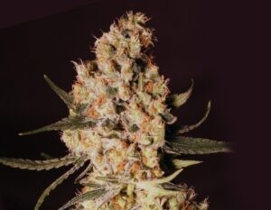 Jamaican Dream – 3ks feminizovaná semena Eva Seeds