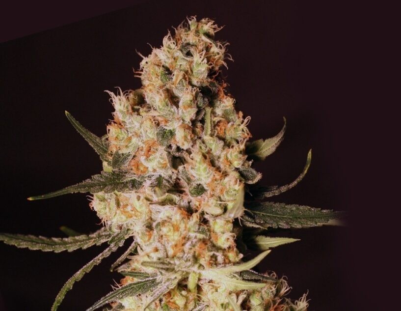 Jamaican Dream – 9ks feminizovaná semena Eva Seeds