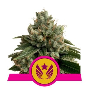 Legendary OG Punch  - feminizovaná semínka 5 ks Royal Queen Seeds