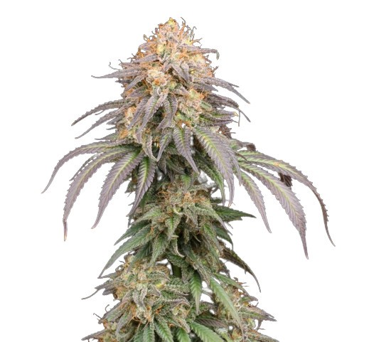 Mandarin Panties  Auto - autoflower semena konopí 5 ks Seedstockers Superior