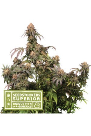 Mandarin Panties - feminizovaná semena konopí 5 ks Seedstockers Superior