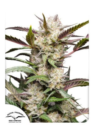 Mimosa Punch autoflower - feminizované semínka 3 Ks Dutch Passion