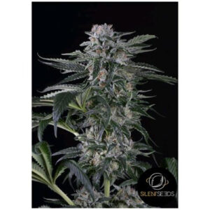 Moby Dick - autoflowering semena marihuany 3ks Silent Seeds