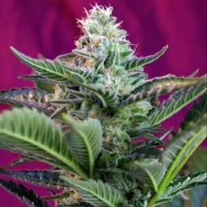 Mohan Ram Auto – 3 ks autoflower semena Sweet Seeds