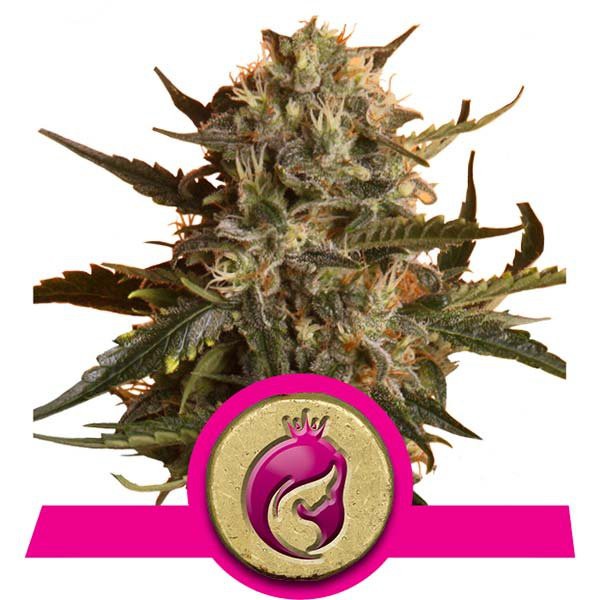 Mother Gorilla - feminizovaná semínka 3ks Royal Queen Seeds