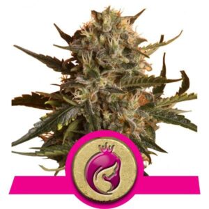 Mother Gorilla - feminizovaná semínka 5ks Royal Queen Seeds