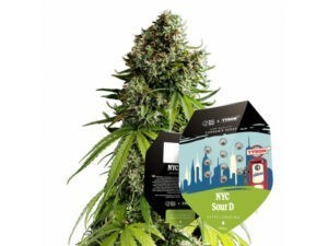 NYC Sour D  - autoflowering 3ks - Royal Queen Seeds x Mike Tyson