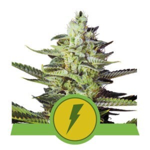 North Thunderfuck Automatic - autoflowering semena 10 ks Royal Queen Seeds