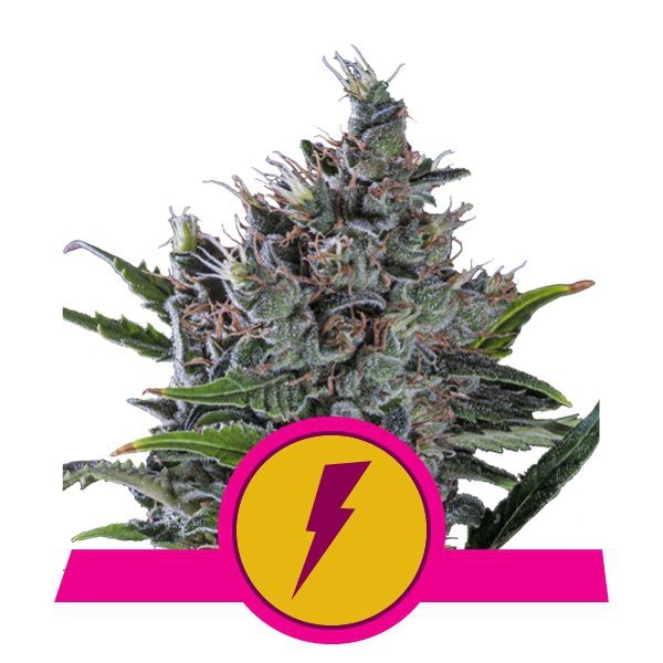 North Thunderfuck - feminizovaná semínka 10 ks Royal Queen Seeds