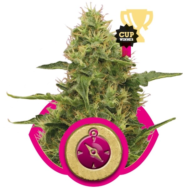 Northern Light - feminizovaná semínka 10 ks Royal Queen Seeds