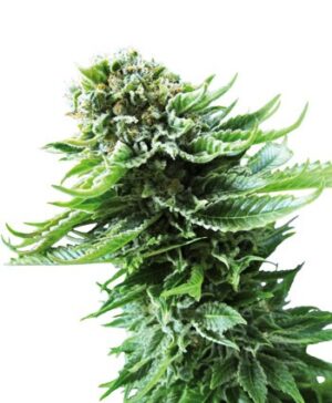 Northern Lights Automatic - feminizovaná a samonakvétací semínka 5ks Sensi Seeds