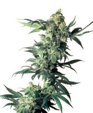 Northern Lights - semínka 10 ks standardizovaná Sensi Seeds