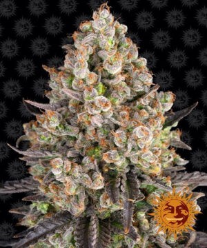 OG Kush - feminizovaná semínka 3ks Barney´s Farm