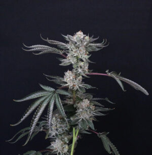 Paradise Seeds x Compound Genetics Luxar-Dos