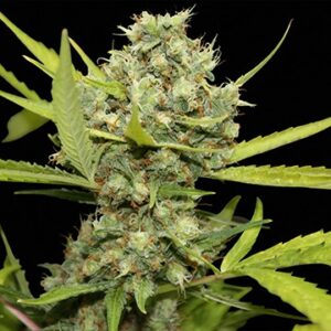 Pineapple Chunk – feminizovaná semínka 5 ks Barney's Farm