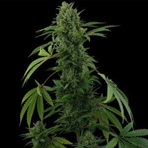 Pineapple Express – samonakvetací semínka 5ks Barney's Farm