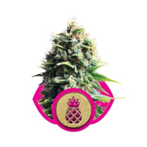 Pineapple Kush - feminizovaná semínka 5 ks Royal Queen Seeds