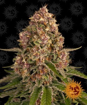 Pink Kush - feminizované semena marihuany 10 ks Barney´s Farm