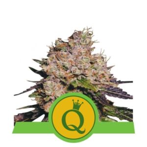 Purple Queen Automatic - feminizované a samonakvétací semínka 10 ks Royal Queen Seeds