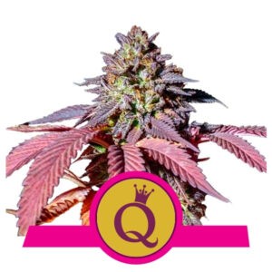 Purple Queen - feminizovaná semena 10 ks Royal Queen Seeds