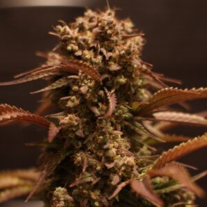 Purple Ryder - autoflowering semena 3 ks