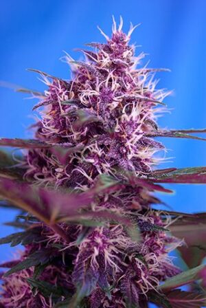 Red Poison Auto - feminizovaná a samonakvétací semínka 3ks Sweet Seeds