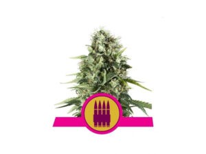 Royal AK feminizované semínka 10 ks Royal Queen Seeds