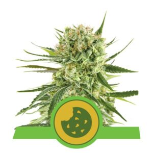 Royal Cookies Automatic - fem. a samonakvétací semínka 10ks Royal Queen Seeds