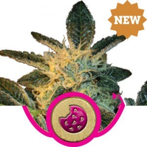 Royal Cookies - feminizované semínka 10 ks Royal Queen Seeds