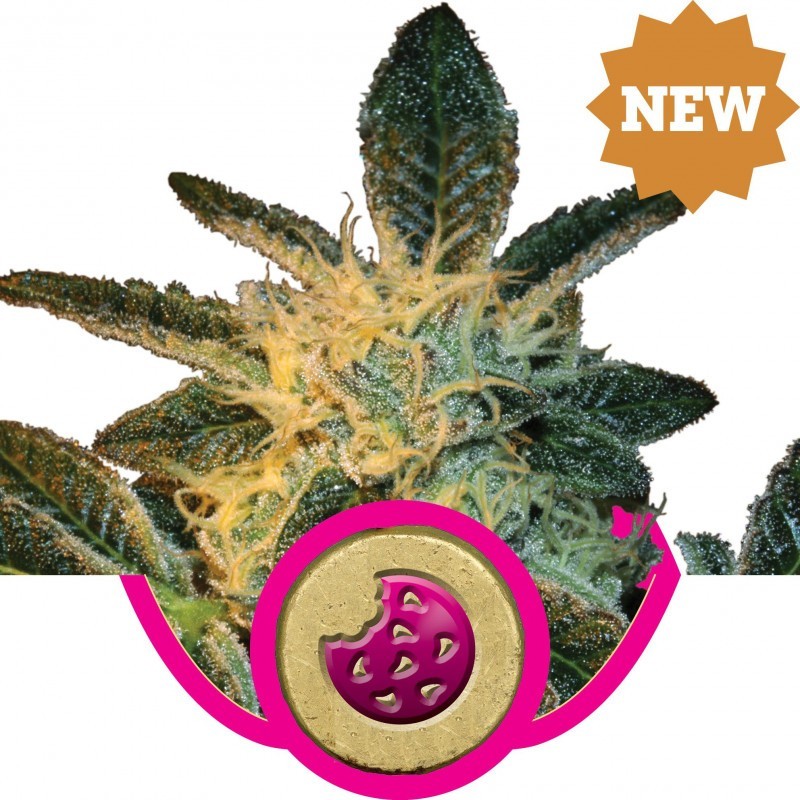 Royal Cookies - feminizované semínka 5 ks Royal Queen Seeds