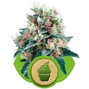 Royal Creamatic - samonakvétací semínka 10ks Royal Queen Seeds