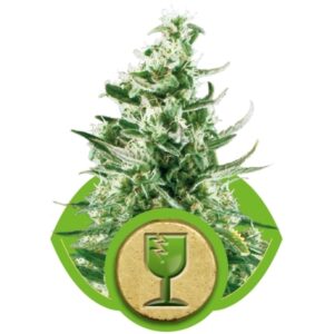 Royal Critical Automatic - feminizovaná a samonakvétací semínka 5ks Royal Queen Seeds