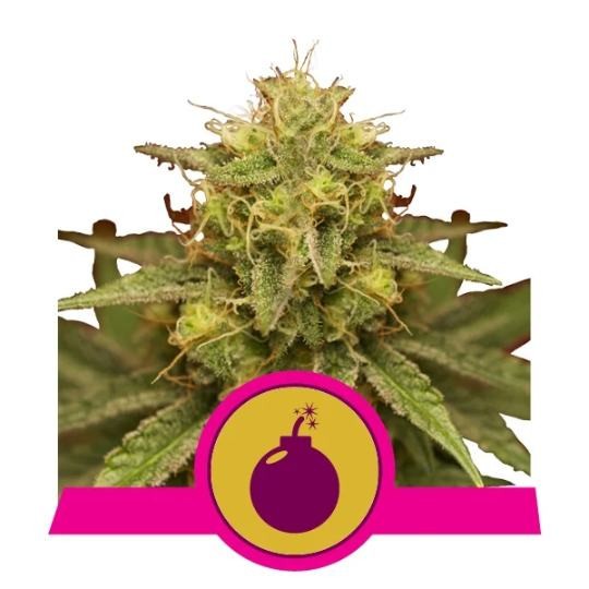 Royal Domina - feminizovaná semínka 5 ks Royal Queen Seeds