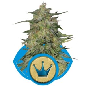 Royal Highness - feminizovaná semena 10 ks Royal Queen Seeds