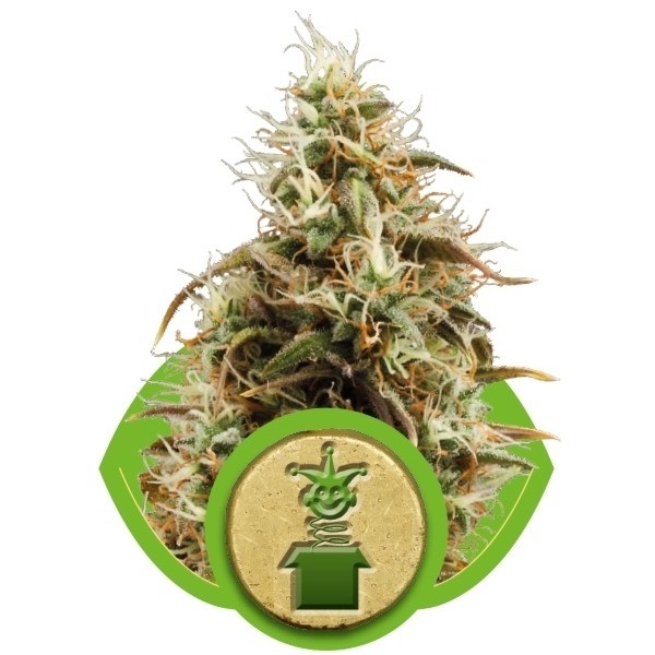 Royal Jack Automatic - feminizovaná a samonakvétací semínka 10ks Royal Queen Seeds