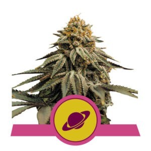 Royal Skywalker - feminizovaná semena 10 ks Royal Queen Seeds