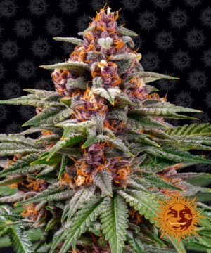 Runtz Auto - autoflowering semena marihuany 10 ks Barney´s Farm