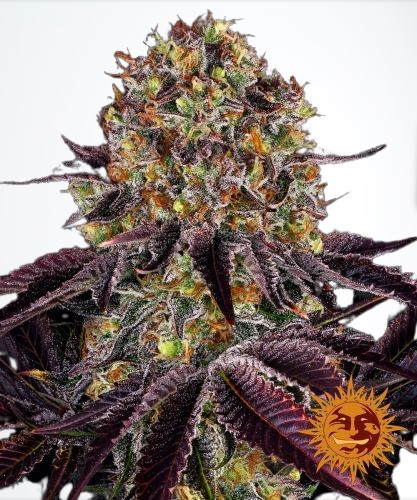 Runtz X Layer Cake - feminizované semena 10 ks Barney´s Farm