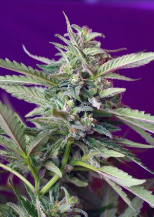 S.A.D. Auto – 3 ks autoflowering semena Sweet Seeds