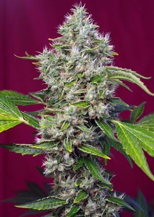 San Fernando Lemon Kush® - feminizovaná semínka 3 ks Sweet Seeds