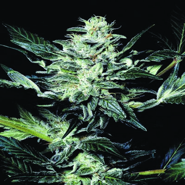 Sensi Star - 3 ks feminizovaná semena Paradise Seeds