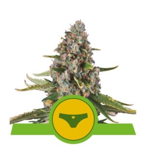 Sherbet Queen Automatic - feminizovaná a samonakvétací semínka 5 ks Royal Queen Seeds