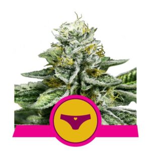 Sherbet Queen - feminizovaná semínka 10 ks Royal Queen Seeds